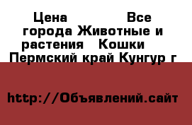 Zolton › Цена ­ 30 000 - Все города Животные и растения » Кошки   . Пермский край,Кунгур г.